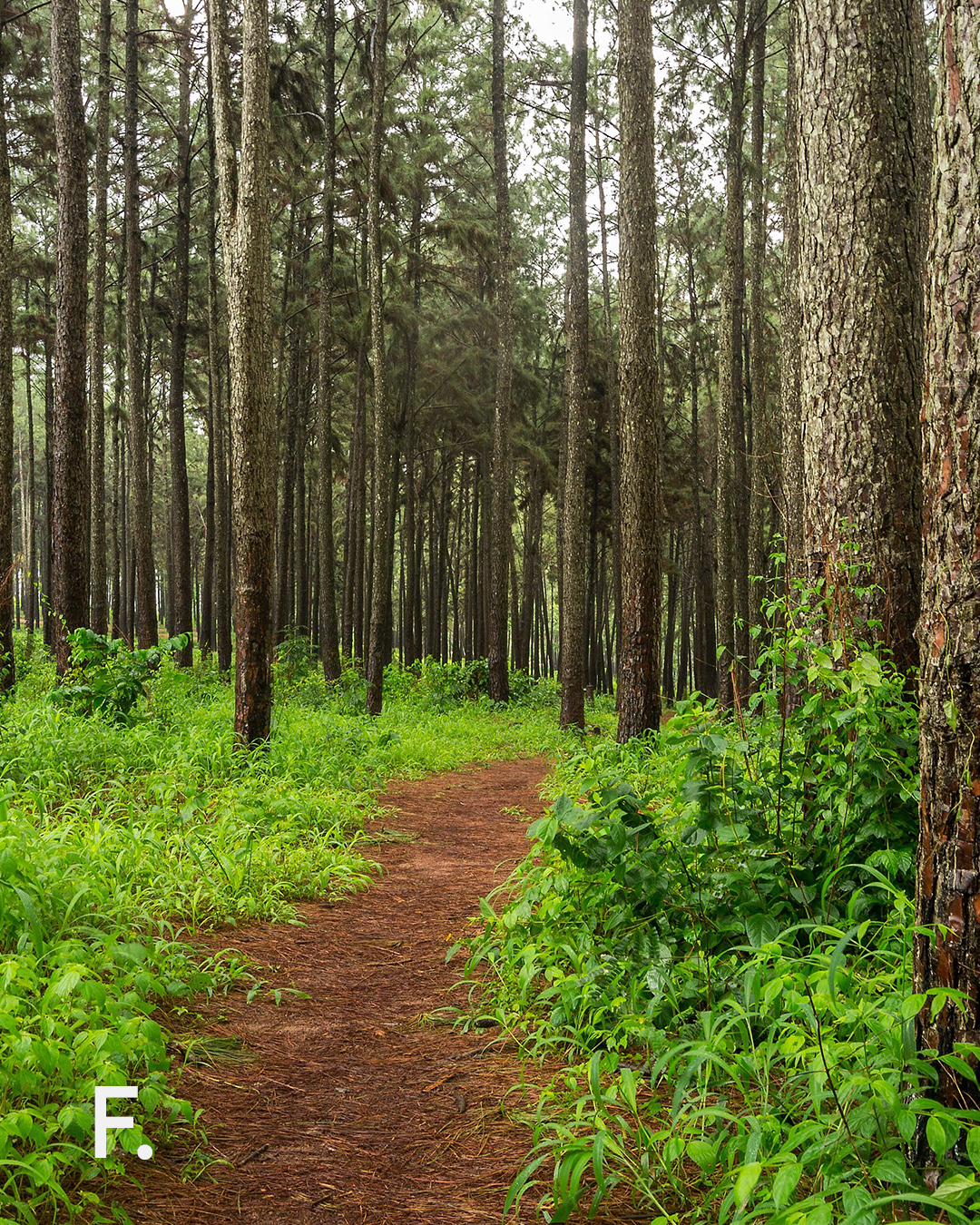 Ngwo Pine Forest, Enugu State
